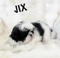 AKC Jix, a male Shih Tzu for sale in Greenville, SC – Photo 3 of 5