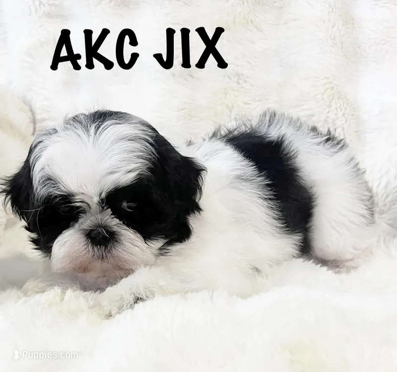 AKC Jix – Shih Tzu puppy for sale in Greenville, SC
