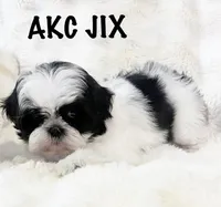 AKC Jix, a male Shih Tzu for sale in Greenville, SC – Photo 1 of 5