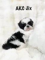 AKC Jix, a male Shih Tzu for sale in Greenville, SC – Photo 2 of 5