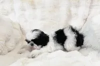 AKC Jix, a male Shih Tzu for sale in Greenville, SC – Photo 4 of 5