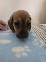 Harris, a male Miniature Dachshund for sale in Pinon Hills, CA – 3 of 7