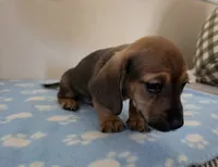 Harris, a male Miniature Dachshund for sale in Pinon Hills, CA – 5 of 7