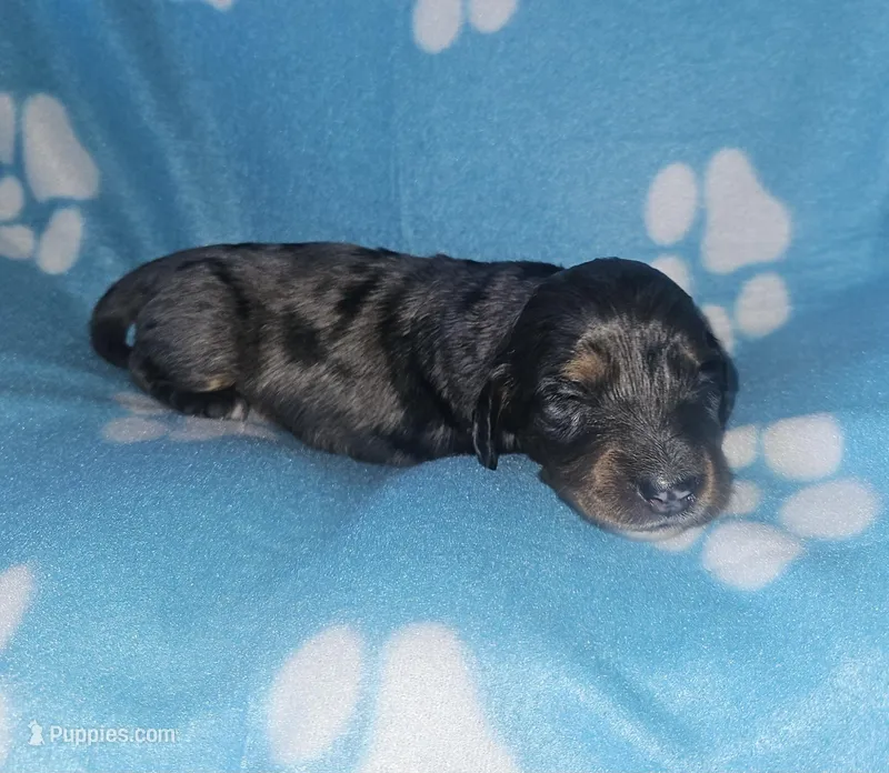 Lyndon, a male Miniature Dachshund for sale in Pinon Hills, CA – Photo 1 of 3