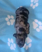 Lyndon, a male Miniature Dachshund for sale in Pinon Hills, CA – Photo 3 of 3