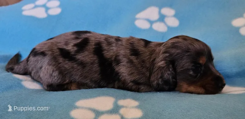 Lyndon – Miniature Dachshund puppy for sale in Pinon Hills, CA