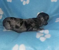 Lyndon, a male Miniature Dachshund for sale in Pinon Hills, CA – Photo 2 of 3