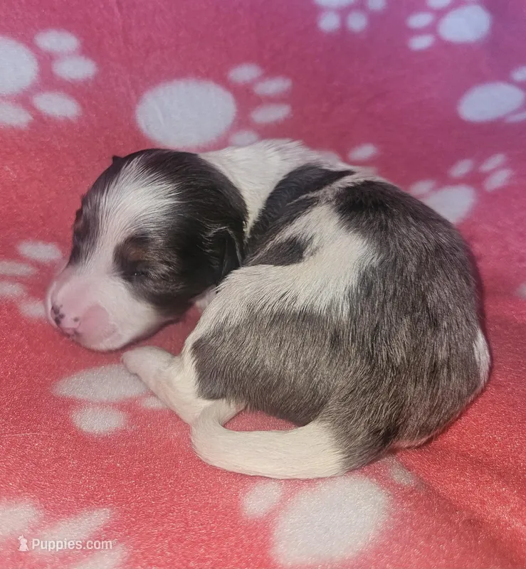 Georgie, a female Miniature Dachshund for sale in Pinon Hills, CA – Photo 1 of 3