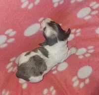 Georgie, a female Miniature Dachshund for sale in Pinon Hills, CA – Photo 3 of 3