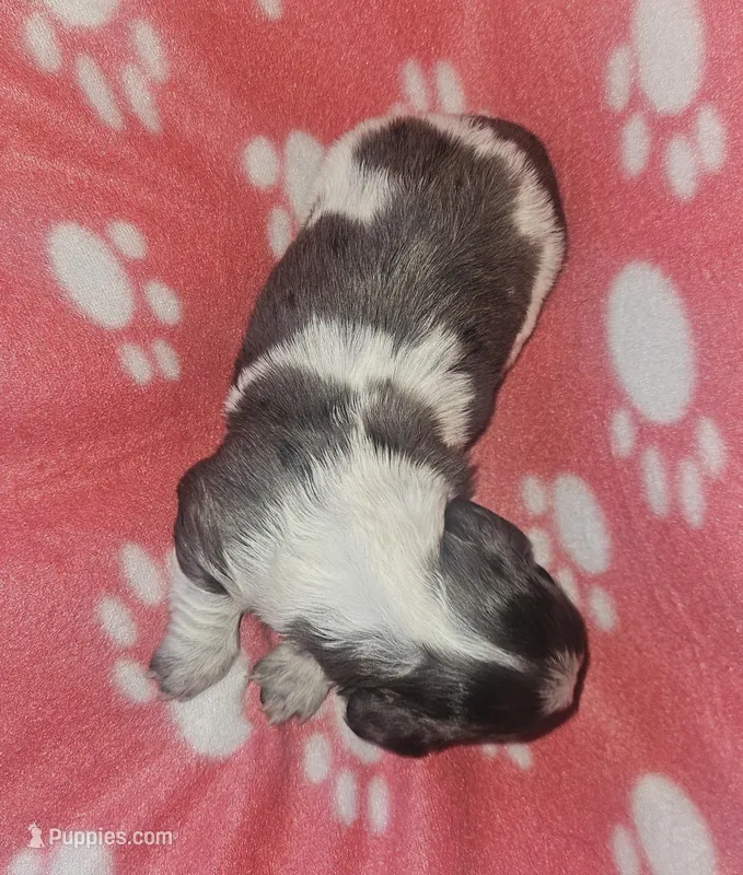 Kennedy, a female Miniature Dachshund for sale in Pinon Hills, CA – Photo 1 of 4