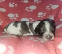 Kennedy, a female Miniature Dachshund for sale in Pinon Hills, CA – Photo 2 of 4