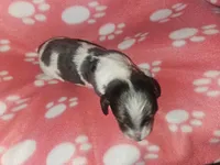 Kennedy, a female Miniature Dachshund for sale in Pinon Hills, CA – Photo 4 of 4