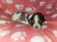 Kennedy, a female Miniature Dachshund for sale in Pinon Hills, CA – Photo 3 of 4