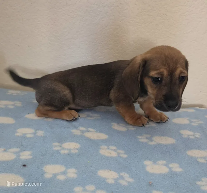 Harris – Miniature Dachshund puppy for sale in Pinon Hills, CA