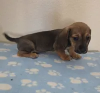 Harris, a male Miniature Dachshund for sale in Pinon Hills, CA – 1 of 7