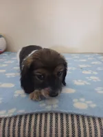 Jones , a male Miniature Dachshund for sale in Pinon Hills, CA – 3 of 5