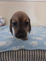 Harris, a male Miniature Dachshund for sale in Pinon Hills, CA – 6 of 7