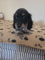 Mary, a female Miniature Dachshund for sale in Pinon Hills, CA – 4 of 4