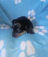 Theo , a male Miniature Dachshund for sale in Pinon Hills, CA – Photo 2 of 4