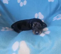 Theo , a male Miniature Dachshund for sale in Pinon Hills, CA – Photo 4 of 4