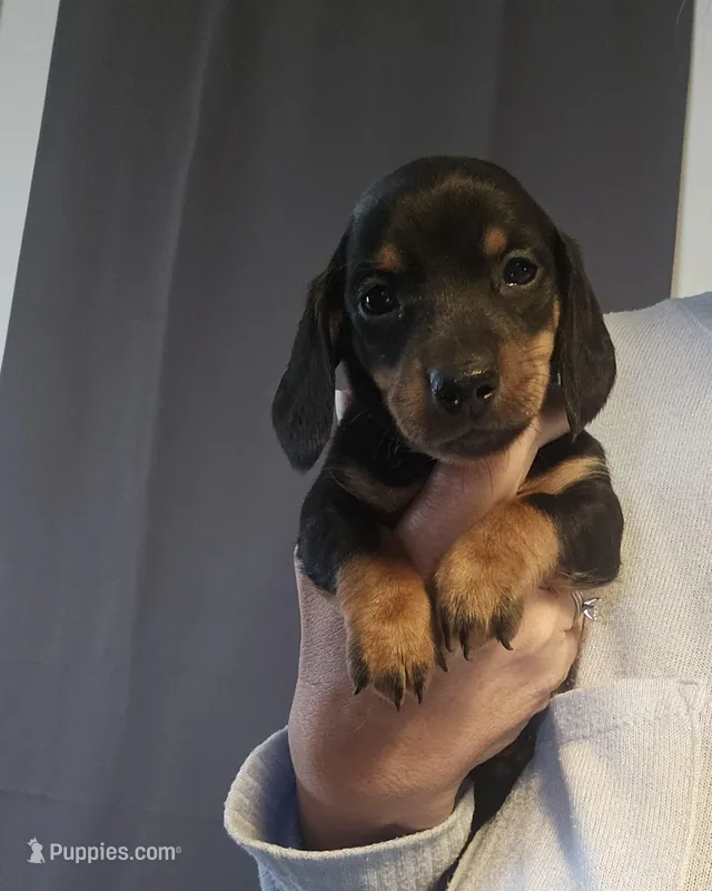 Theo  – Miniature Dachshund puppy for sale in Pinon Hills, CA