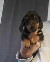 Theo , a male Miniature Dachshund for sale in Pinon Hills, CA – Photo 1 of 2