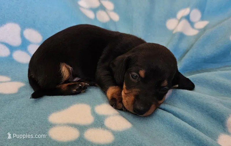 Theo  – Miniature Dachshund puppy for sale in Pinon Hills, CA
