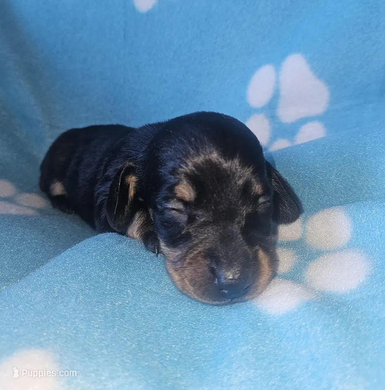 Theo , a male Miniature Dachshund for sale in Pinon Hills, CA – Photo 1 of 4