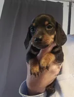 Theo , a male Miniature Dachshund for sale in Pinon Hills, CA – Photo 2 of 2