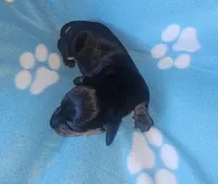 Theo , a male Miniature Dachshund for sale in Pinon Hills, CA – Photo 3 of 4