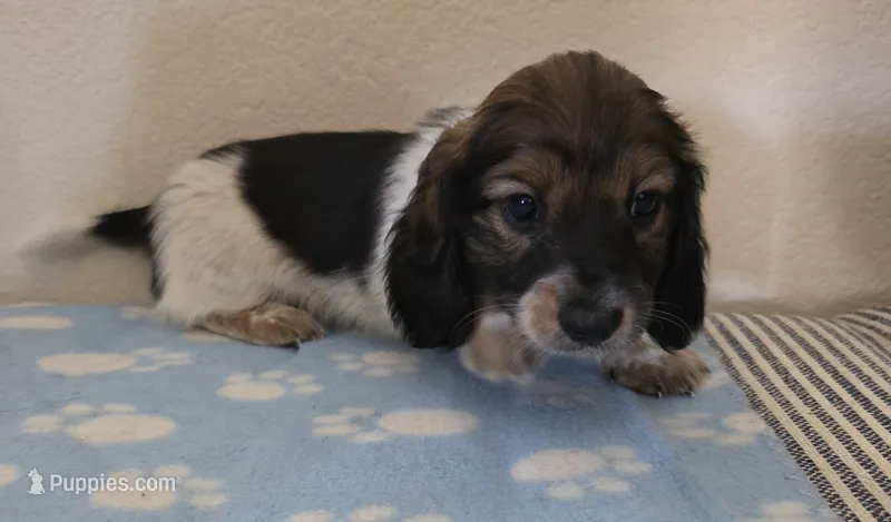 Jones  – Miniature Dachshund puppy for sale in Pinon Hills, CA