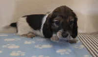 Jones , a male Miniature Dachshund for sale in Pinon Hills, CA – 1 of 5