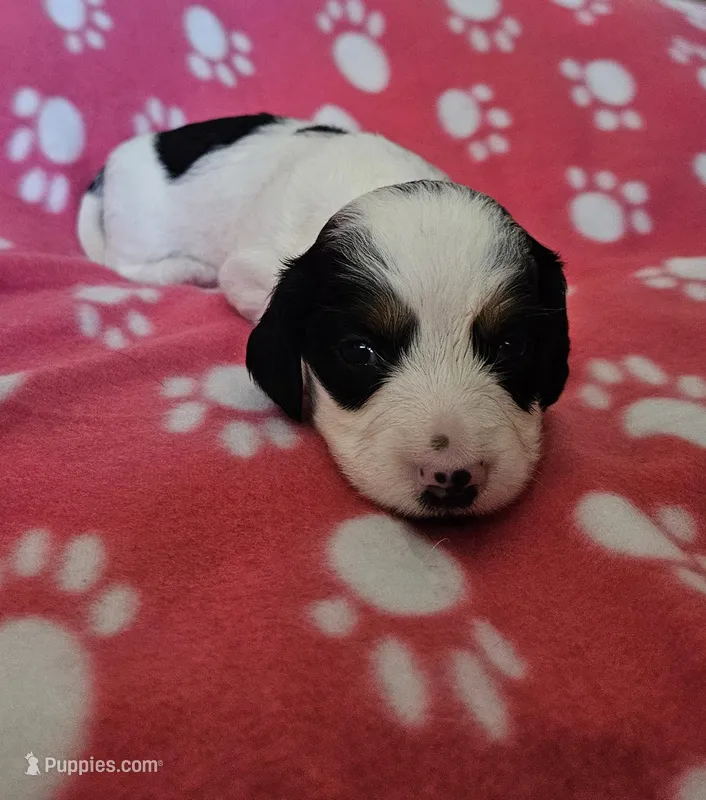 Frankie – Miniature Dachshund puppy for sale in Pinon Hills, CA