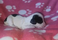 Frankie, a female Miniature Dachshund for sale in Pinon Hills, CA – Photo 3 of 3