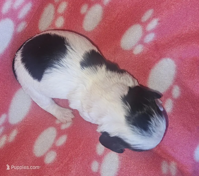 Frankie, a female Miniature Dachshund for sale in Pinon Hills, CA – Photo 1 of 3