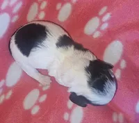 Frankie, a female Miniature Dachshund for sale in Pinon Hills, CA – Photo 1 of 3