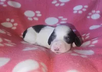 Frankie, a female Miniature Dachshund for sale in Pinon Hills, CA – Photo 2 of 3