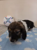 Jones , a male Miniature Dachshund for sale in Pinon Hills, CA – 5 of 5
