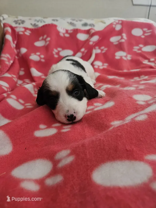 Frankie , a female Miniature Dachshund for sale in Pinon Hills, CA – Photo 1 of 5