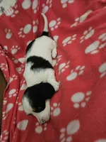 Frankie , a female Miniature Dachshund for sale in Pinon Hills, CA – Photo 4 of 5