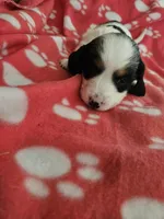 Frankie , a female Miniature Dachshund for sale in Pinon Hills, CA – Photo 3 of 5