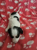 Frankie , a female Miniature Dachshund for sale in Pinon Hills, CA – Photo 2 of 5