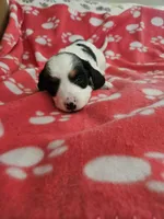 Frankie , a female Miniature Dachshund for sale in Pinon Hills, CA – Photo 5 of 5