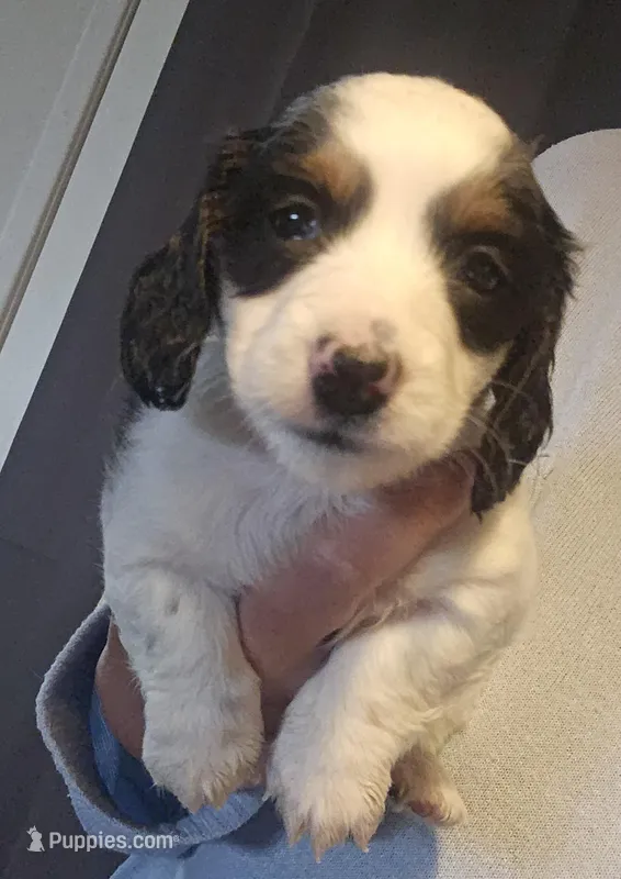 Frankie  – Miniature Dachshund puppy for sale in Pinon Hills, CA