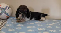 Jones , a male Miniature Dachshund for sale in Pinon Hills, CA – 4 of 5