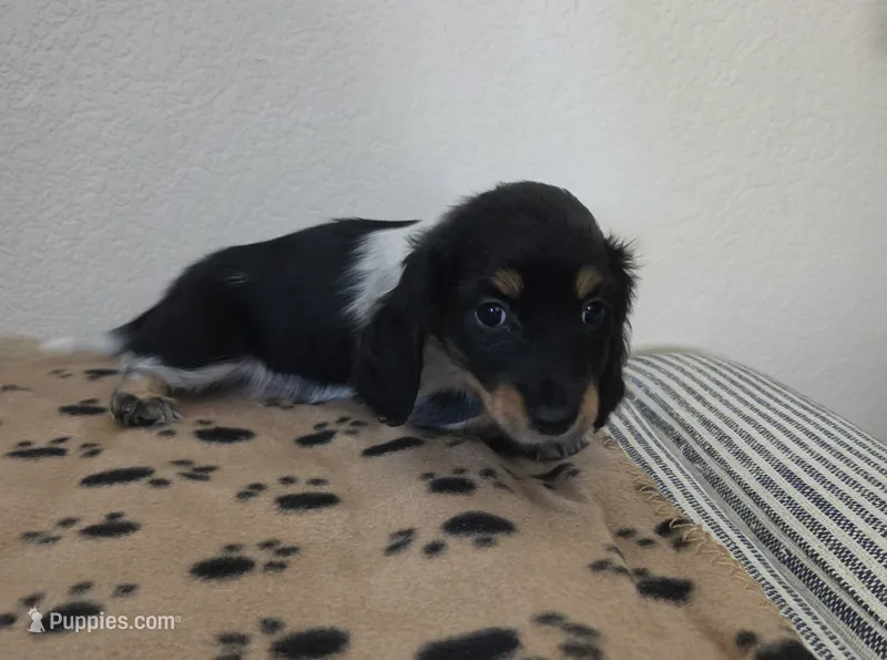 Mary – Miniature Dachshund puppy for sale in Pinon Hills, CA