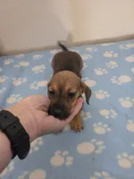 Harris, a male Miniature Dachshund for sale in Pinon Hills, CA – 2 of 7