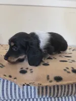 Mary, a female Miniature Dachshund for sale in Pinon Hills, CA – 3 of 4