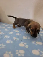 Harris, a male Miniature Dachshund for sale in Pinon Hills, CA – 4 of 7