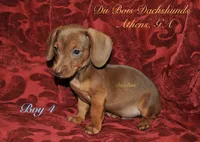 RedBoy4, a male Miniature Dachshund for sale in Athens, GA – 4 of 8